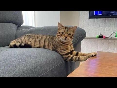 Mushuk British fold toyger bn aralash