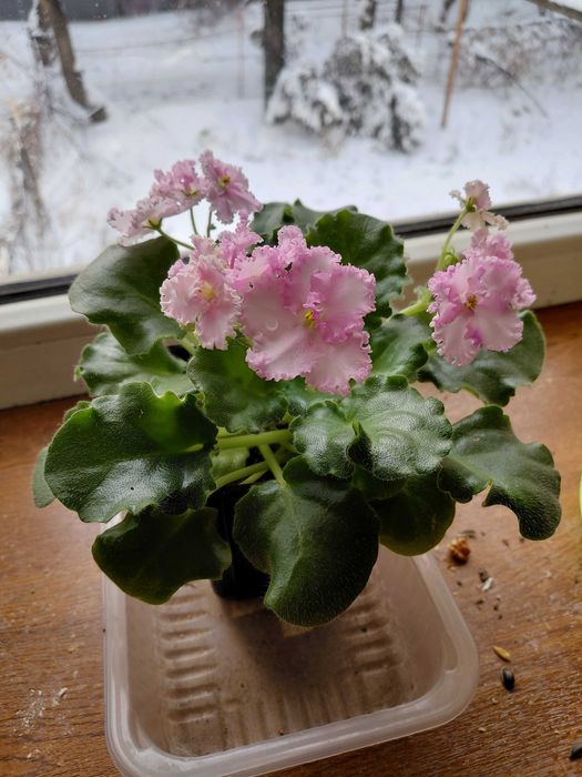 Фиалка махровая розовая