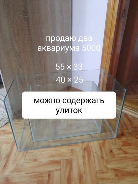 Продажа улиток ахатин