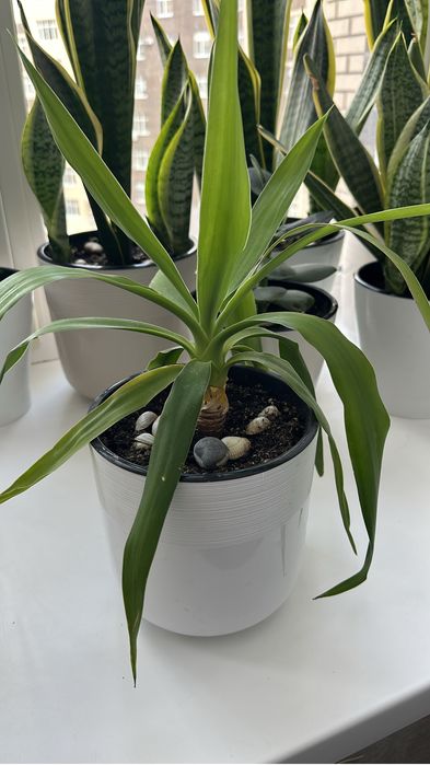 Продаю комнатные цветы