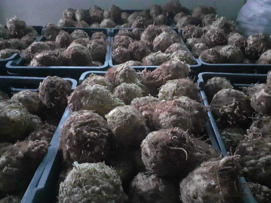 De  vânzare  țelină