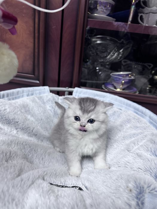 Скотиш страйт серебристая шиншилла