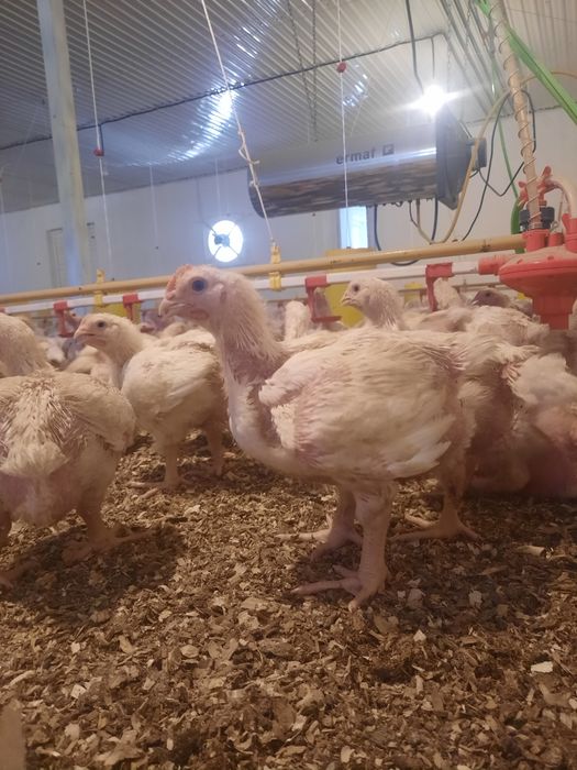 Бройлер росс 308 Шымкент