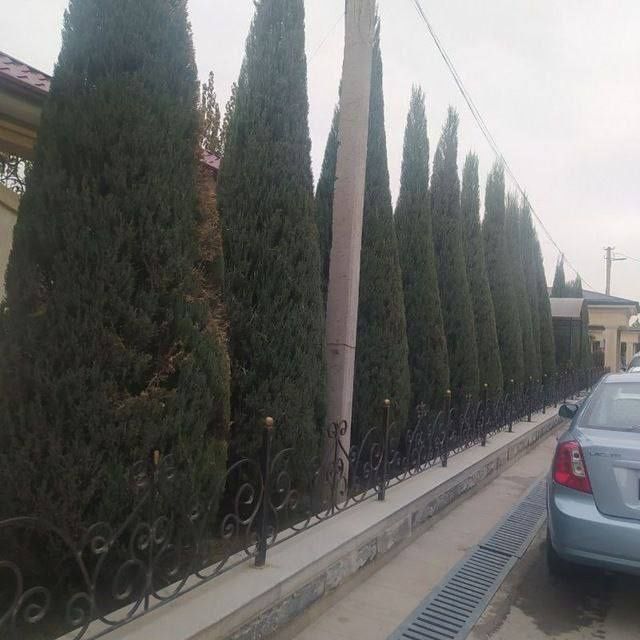 Archa kesamiz ekamiz shakl beramiz xovlidagi boshqa daraxtlaga