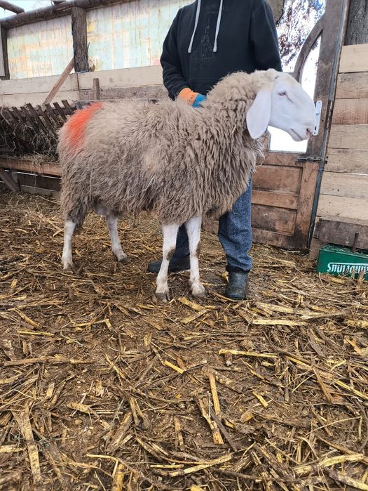 Vând berbec vârsta 2 ani