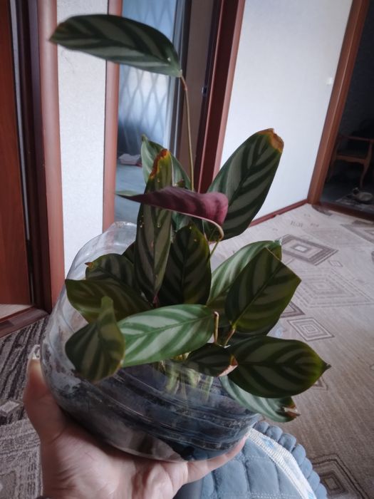 Продам цветы домашние