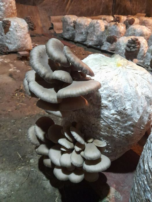 Qo'ziqorin urug'i ,Семена мицелий Грибов вешинки  КА 17 штп