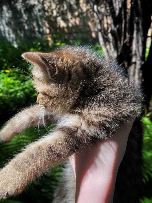 Отдам котят в хорошие руки