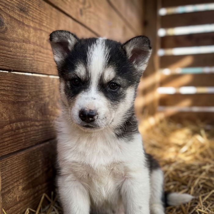 Щенки от мамы хаски