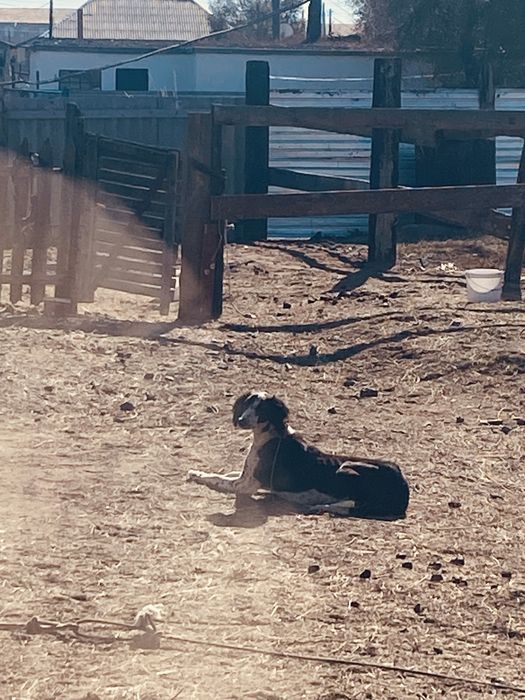 2 жасар Арлан Рабочи