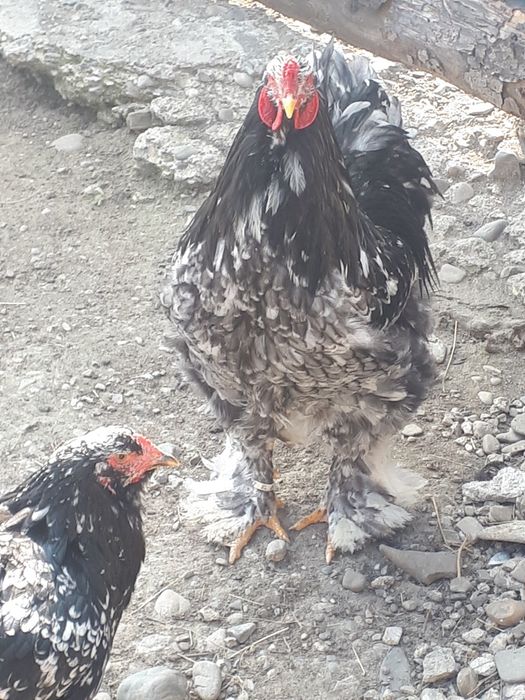 Vând cocoși și gaini brahma vaccinați  și deparazitați