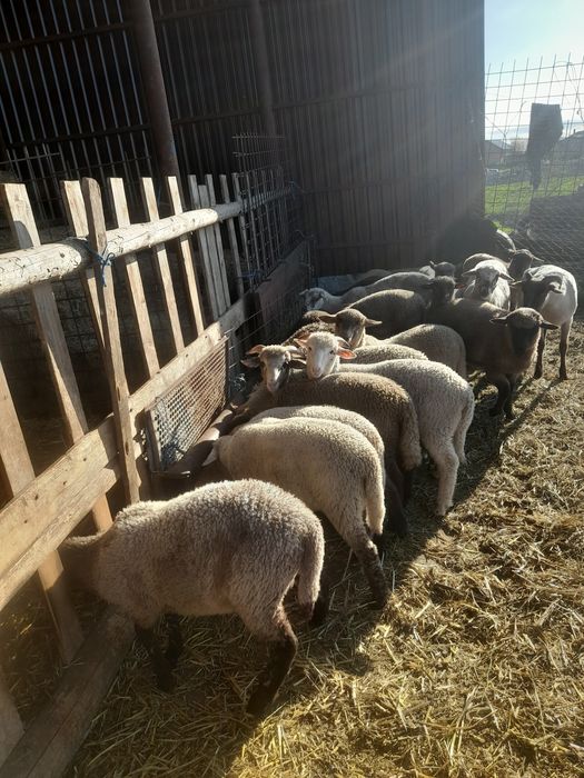 Vând miei pentru paste