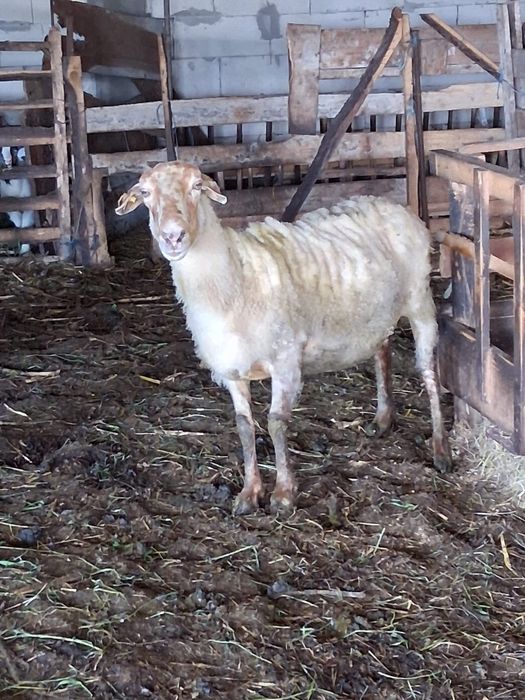 Vand 2 oi grase sterpe pentru taiat