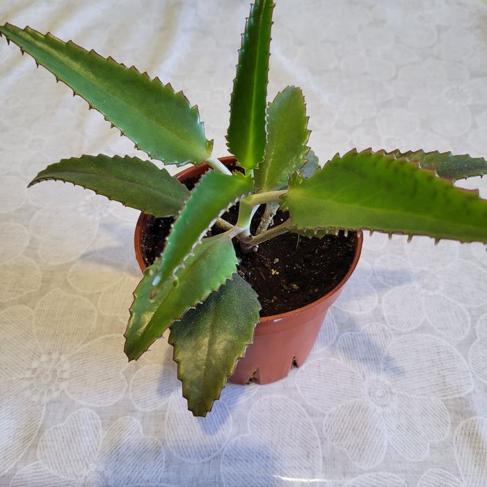 Каланхоэ Дегремона (Каланхоэ лечебный)