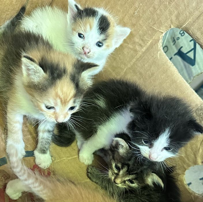 Dau spre adoptie pui de pisica