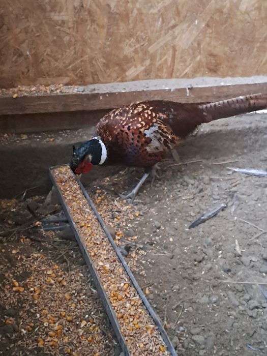 Vând iepuri berbec  german și fazani