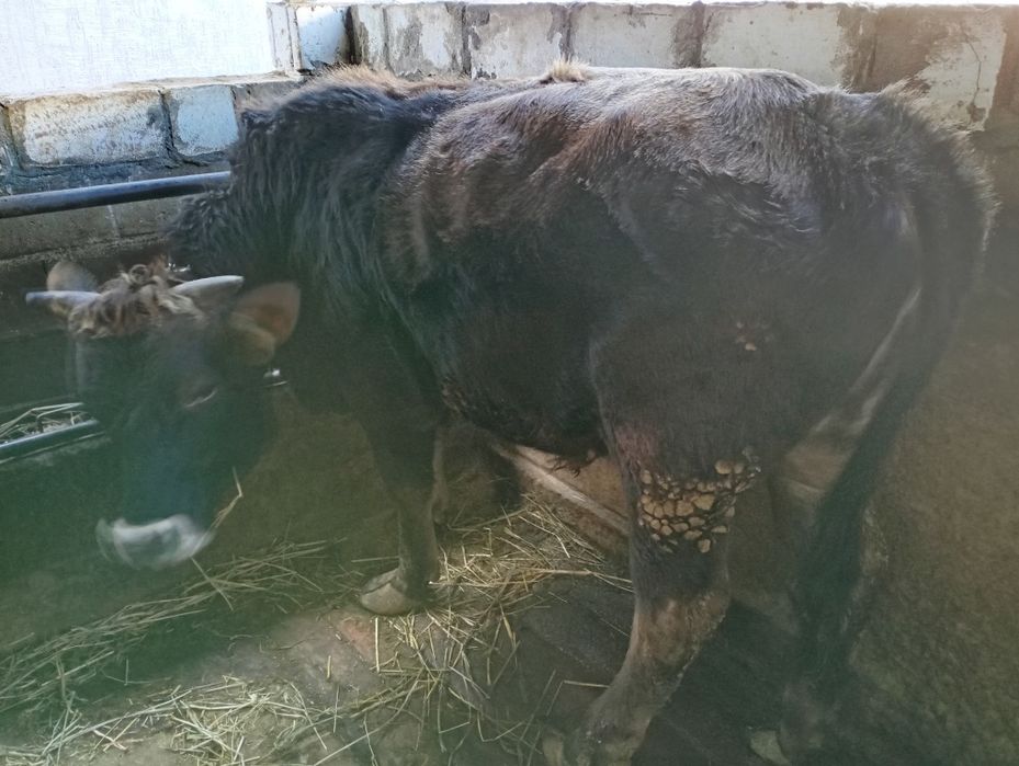 Продам бычка двух годовалого