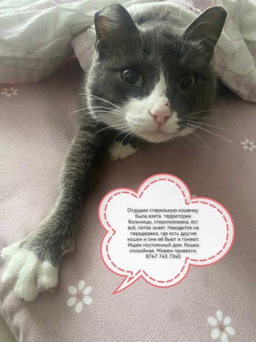 Отдам стерилизованных кошек