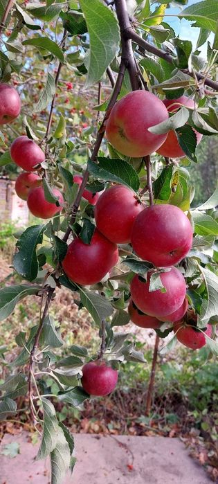 Продам дачу 7.5 соток общество " Кристалл"