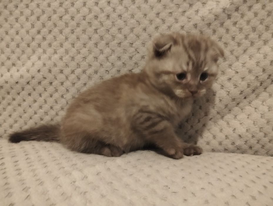 Продам котят шотланцы девочки