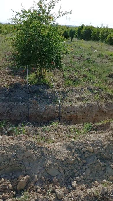 Мевали бог сотилади. .