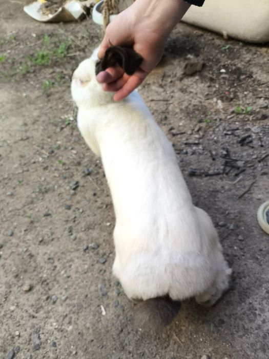 Калифорниийский кролик