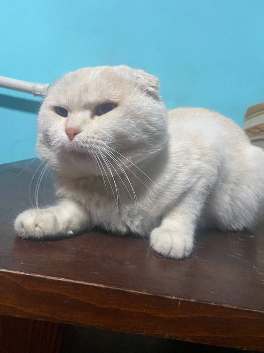 Продам вислоухих котят.