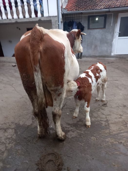 Vând vaca cu vițel