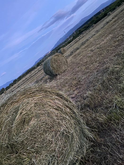 Vând baloți de lucernă