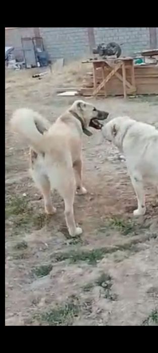 3жасар каншык тобет сатылады.