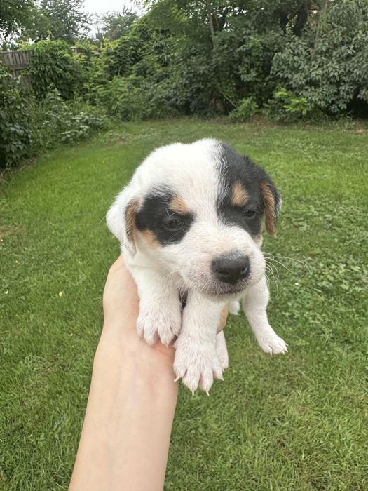 Jack Russell Terrier