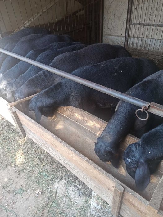 Сотувга куйлар бор