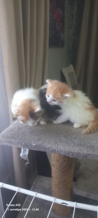Отдам котят в добрые руки