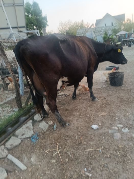 Vând vaca Holstein cu vițelușă