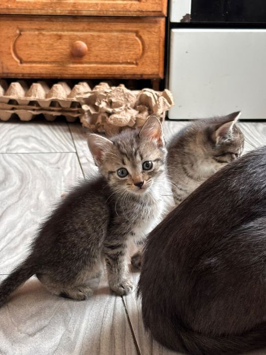 Отдам котят в добрые руки