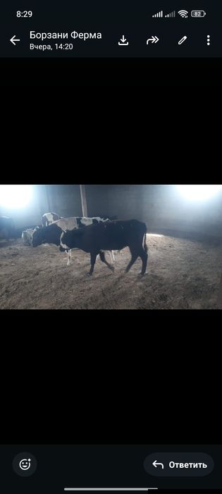 Продам Бычков 17 голов от 1 г до 1,5