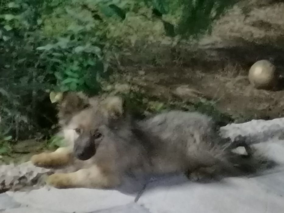Кавказская овчарка