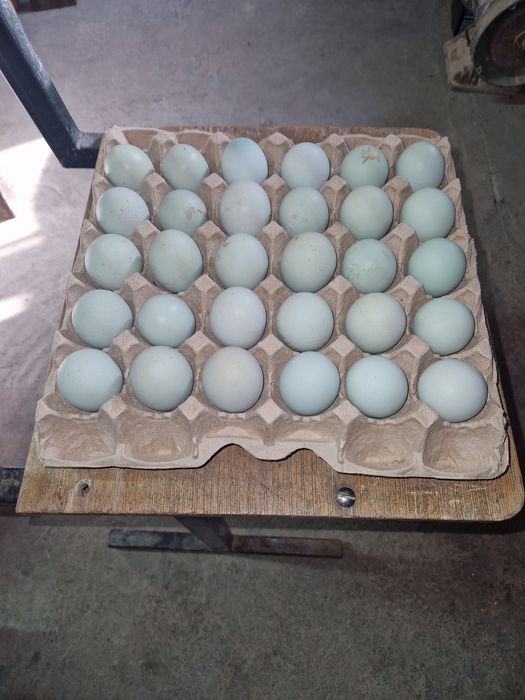 Яйцо Лакеданзи инкубация