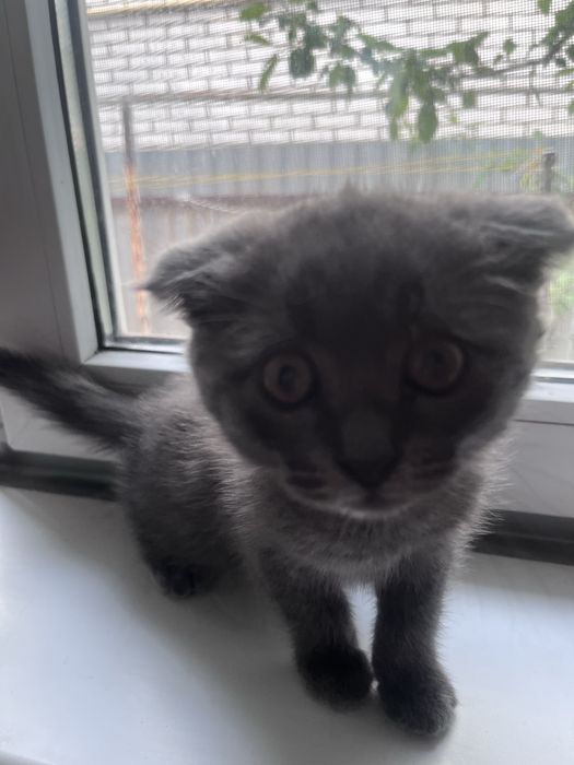 Продам котенка мальчика за 10тыс