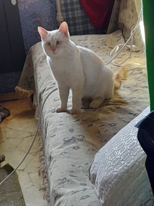 Котик потеряшка нашли