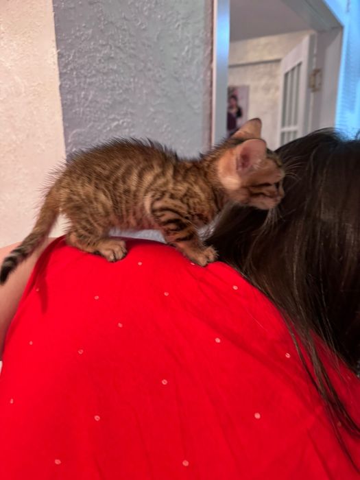 Продам бенгалов 2 месяца