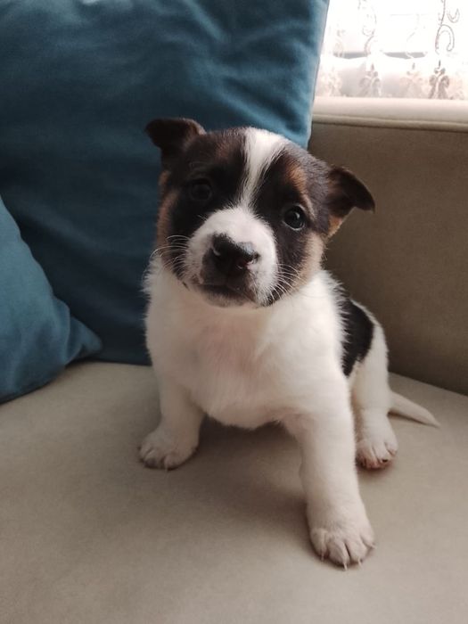 Щенятки выбор очень большой в отлове