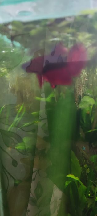 Продам молодого рыбку петушка