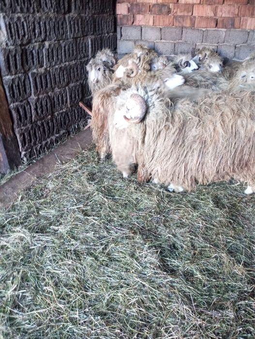 Cârlani disponibili