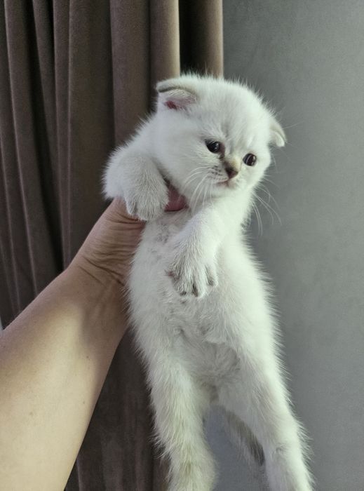 Продам котёнка,  мальчика