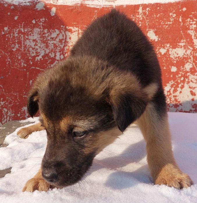 Отдам щенков в добрые руки. ЭКИБАСТУЗ.