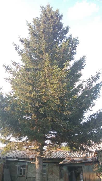 Ель взрослая (30 лет)