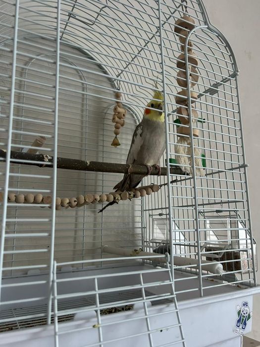 Продаю срочно попугай