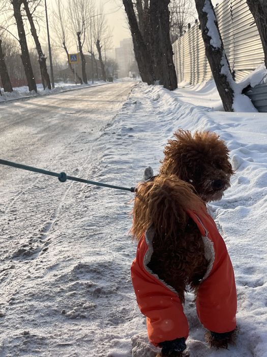 Карликовый пудель продажа