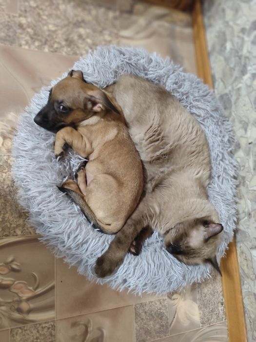 Щенки в добрые руки